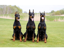 Doberman Pinscher Puppies for Sale in Bhubaneswar