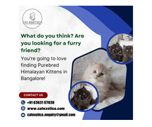 Best Cat in Bangalore | Himalayan Cats for Sale