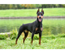 European Doberman Puppies for Sale in Bhubaneswar