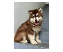 Alaskan Malamute Puppies for Sale in Coimbatore