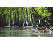 SUNDARBAN GROUP TOUR PACKAGE