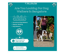 Are You Looking For Dog Walkers in Bangalore