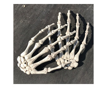 The Best Ways to Care for Your Real Skeleton Hand Bones