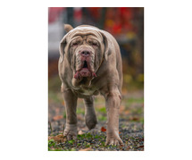 Neapolitan Mastiff Puppies for Sale in Coimbatore