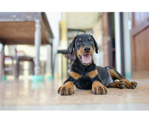 Doberman Pinscher Puppies for Sale in Coimbatore