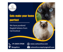 Best Ragdoll Cat in Bangalore | Ragdoll Cat for Sale in Bangalore