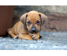 Rhodesian Ridgeback Puppies for Sale in Gurgaon