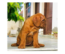 French Mastiff Puppies for Sale in Gurgaon