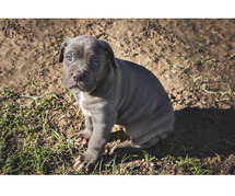 Neapolitan Mastiff Puppies for Sale in Gurgaon