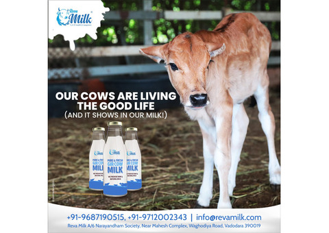 Pure Gir Cow Milk - Buy 100% Organic and Fresh A2 Milk Online