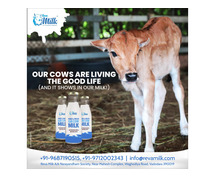 Pure Gir Cow Milk - Buy 100% Organic and Fresh A2 Milk Online