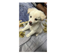 Pomeranian Puppies for Sale in Gurgaon