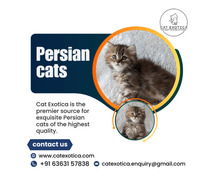 Persian Cat in Bangalore | Persian Kittens for Sale in Bangalore