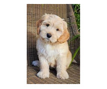 Labradoodle Puppies for Sale in Noida