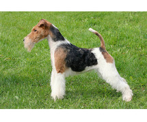 Fox Terrier Wire Puppies for Sale in Noida