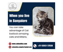 Himalayan Kittens in Bangalore | Best Himalayan Cat in Bangalore