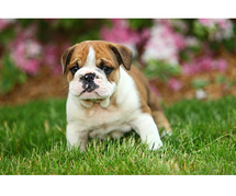 British Bulldog Puppies for Sale in Noida