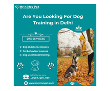 Best Dog Training at Home in Delhi