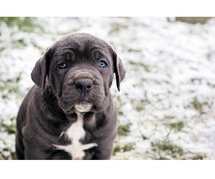 Neapolitan Mastiff Puppies for Sale in Noida