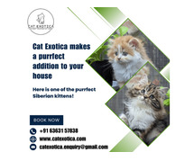 Siberian Kitten in Bangalore | Best Siberian Cat in Bangalore