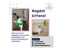 Ragdoll Cat for Sale in Bangalore