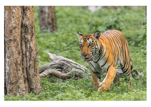 Wildlife Tour India - Top India Safari & National Park Packages