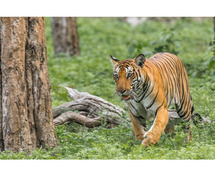 Wildlife Tour India - Top India Safari & National Park Packages