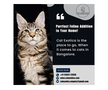 Best kitten breeders in Bangalore | Purebred Kittens in Bangalore