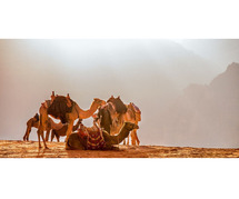 From Petra to Beyond - Explore Our Jordan Tour Packages!