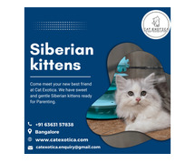 Kittens in Bangalore | Siberian Kittens for Sale in Bangalore