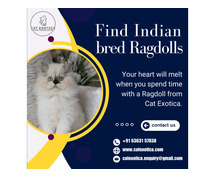 Cats in Bangalore | Best Ragdoll Cat in Bangalore