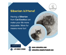 Kittens for Sale in Bangalore | Siberian Kitten in Bangalore