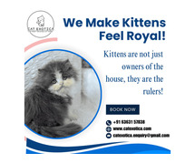 Best Kittens in Bangalore | Buy Cats for Sale Online in Bangalore