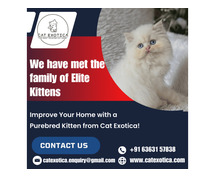 Best Cat in Bangalore | Famous Purebred Kittens for Sale