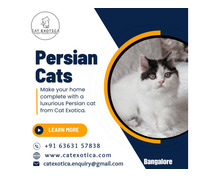 Cat Exotica | Persian Cat in Bangalore