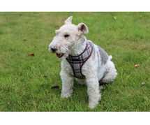 Fox Terrier Wire Puppies for Sale in Delhi