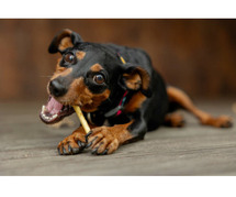 Doberman Pinscher Puppies for Sale in Lucknow