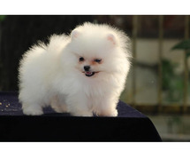 Toy Pomeranian Puppies for Sale in Ahmedabad