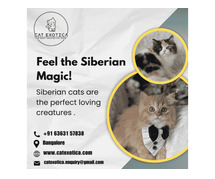 Siberian Kitten in Bangalore | Siberian Cat for Sale in Bangalore