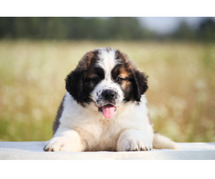 Saint Bernard Puppies for Sale in Bangalore