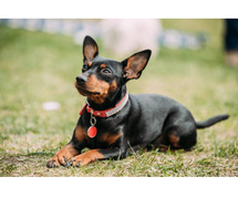 Miniature Pinscher Puppies for Sale in Indore