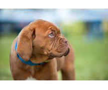 French Mastiff Puppies for Sale in Kochi