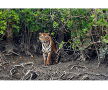 SUNDARBAN PACKAGE TOUR