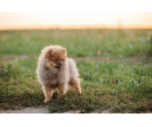 Toy Pom Puppies for Sale in Bhubaneswar