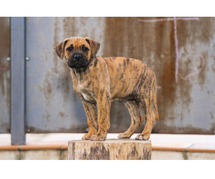 Presa Canario Puppies for Sale in Nagpur