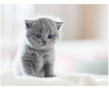 British Longhair Kitten in Mysore