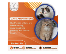 Cat Exotica | Buy Cats and Kittens for Sale in Bangalore