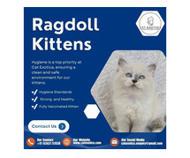 Find Purebred Ragdoll Kittens for sale in Bangalore | Ragdoll Cat in Bangalore