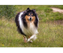 Rough Collie Puppies for Sale in Nagpur