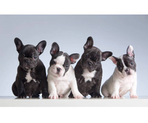 French Bulldog Puppies for Sale in Nagpur